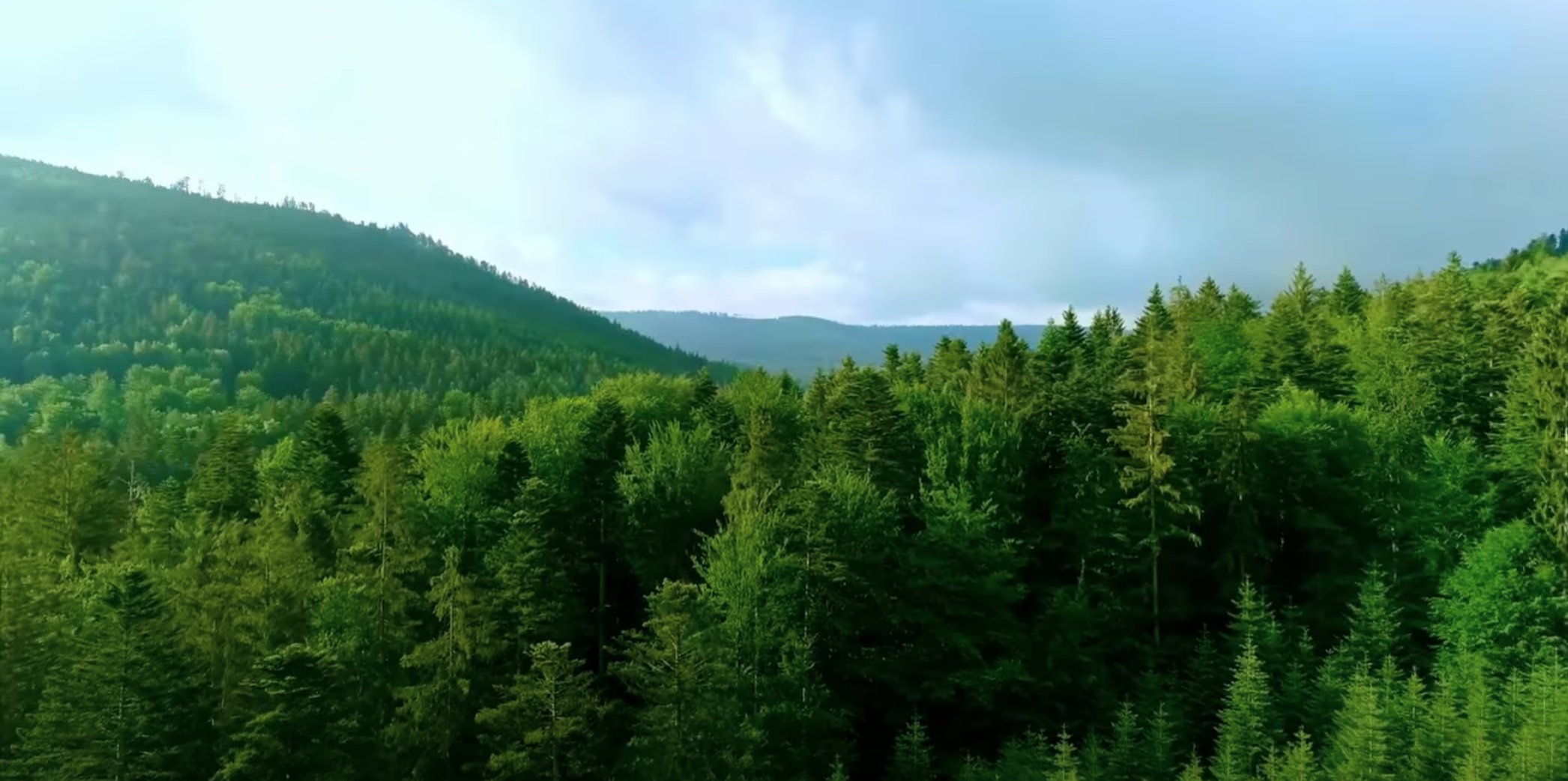 A scenic view of a green forest stretching across rolling hills. 